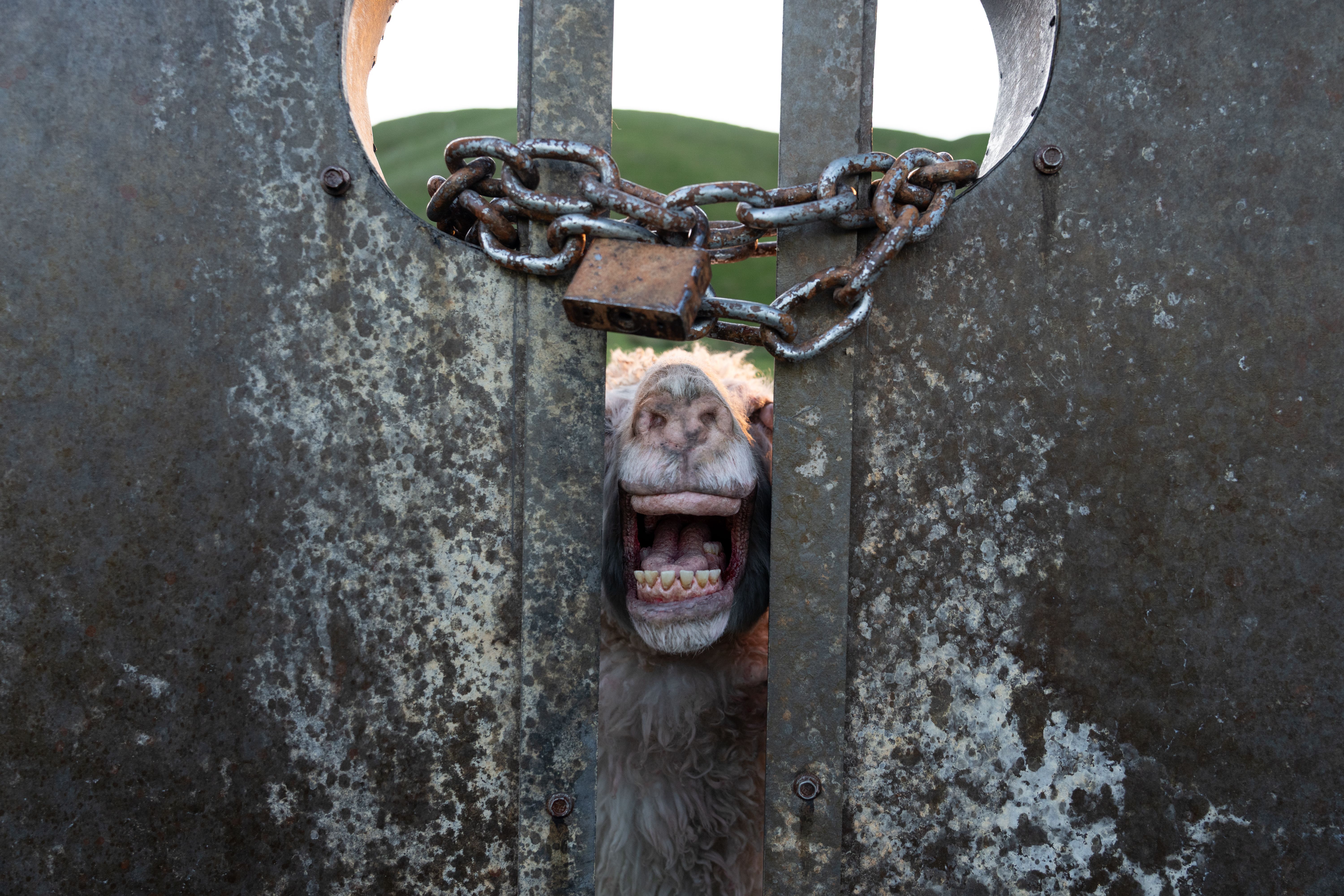 A creature from Black Sheeps.